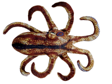 Load image into Gallery viewer, Octopus Aquatic Ocean Plush 10" Stuffed Animal