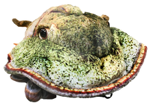 Load image into Gallery viewer, Horseshoe Crab 17.75" Plush Aquatic Stuffed Animal