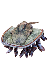 Load image into Gallery viewer, Horseshoe Crab 17.75" Plush Aquatic Stuffed Animal