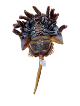 Load image into Gallery viewer, Horseshoe Crab 17.75" Plush Aquatic Stuffed Animal