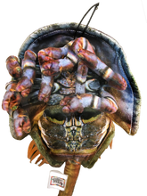 Load image into Gallery viewer, Horseshoe Crab 17.75" Plush Aquatic Stuffed Animal