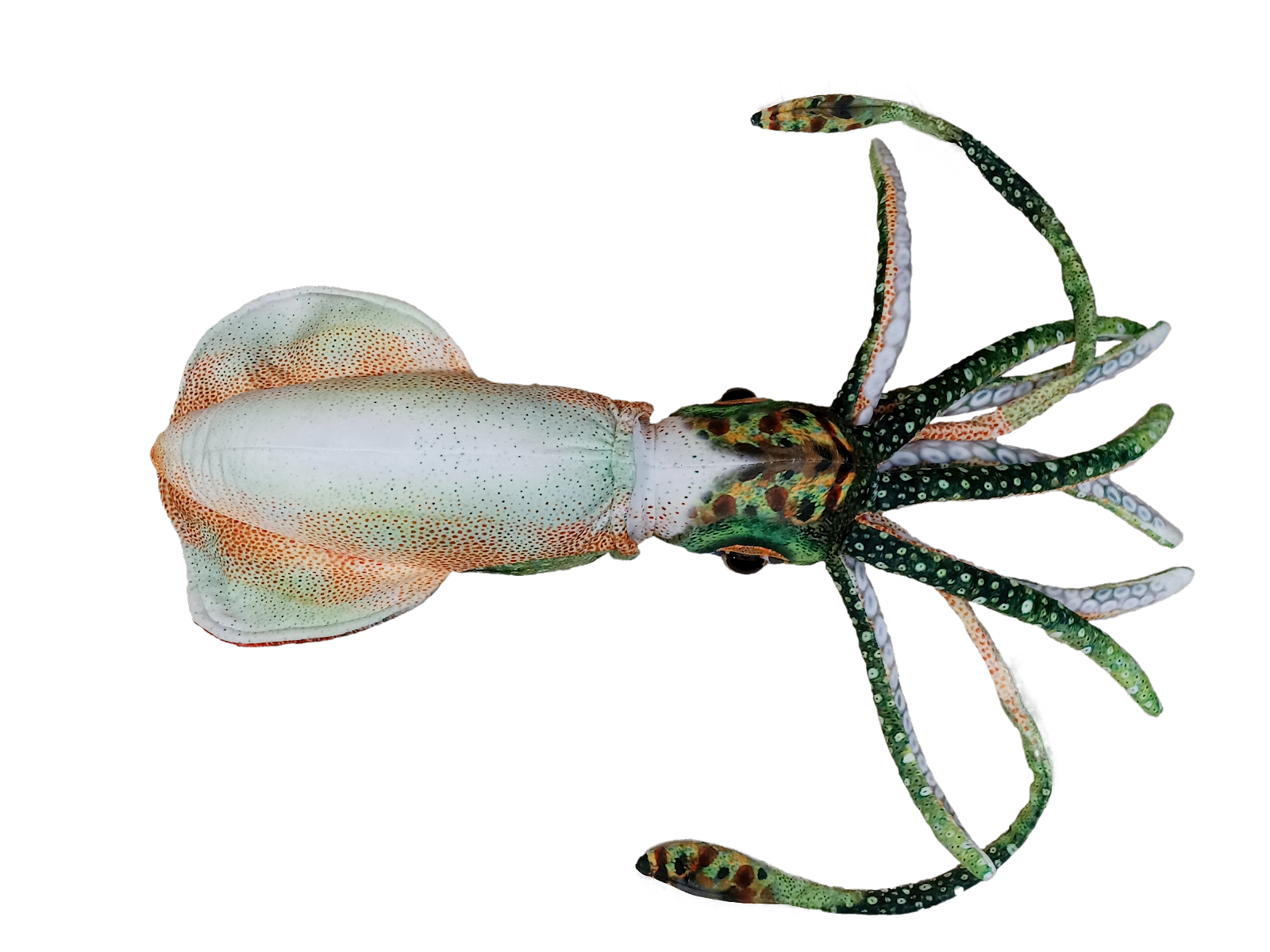 Cuttlefish plush 2024