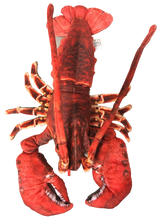 Load image into Gallery viewer, Lobster with Claws 18&quot; Ocean Plush Stuffed Animal
