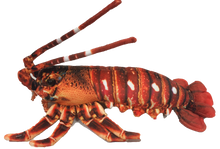 Load image into Gallery viewer, Crawfish / Lobster 12.5&quot; Aquatic Plush Animal
