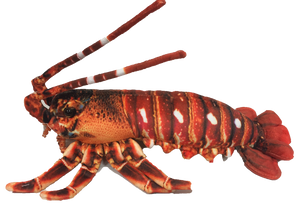 Crawfish / Lobster 12.5" Aquatic Plush Animal