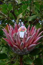 Load image into Gallery viewer, Protea Bucket Sticker
