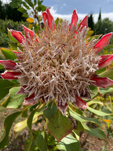 Load image into Gallery viewer, Protea Bucket Sticker
