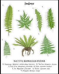 Fern Sticker Sheet