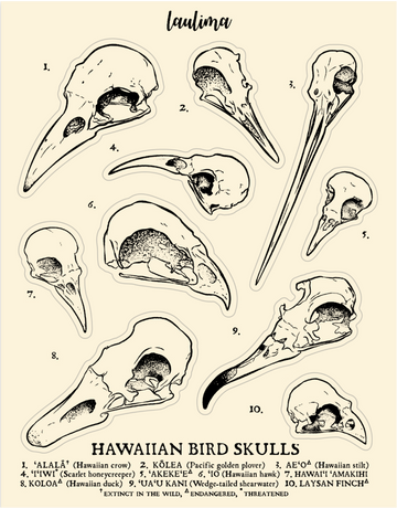 Bird Skull Sticker Sheet